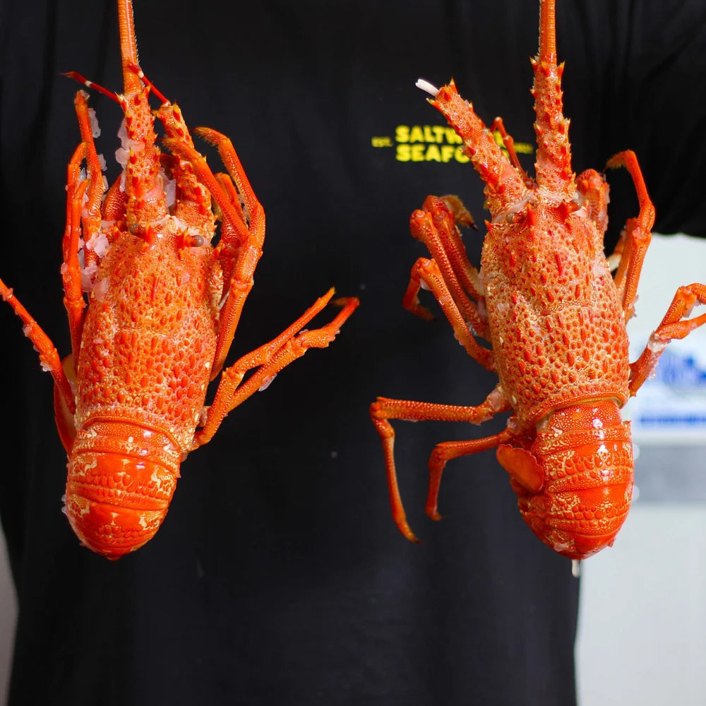 Hawke's Bay Crayfish
