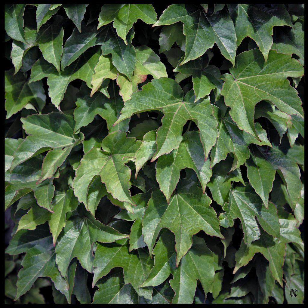 The Ivy Mantle Scarf