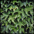 The Ivy Mantle Scarf