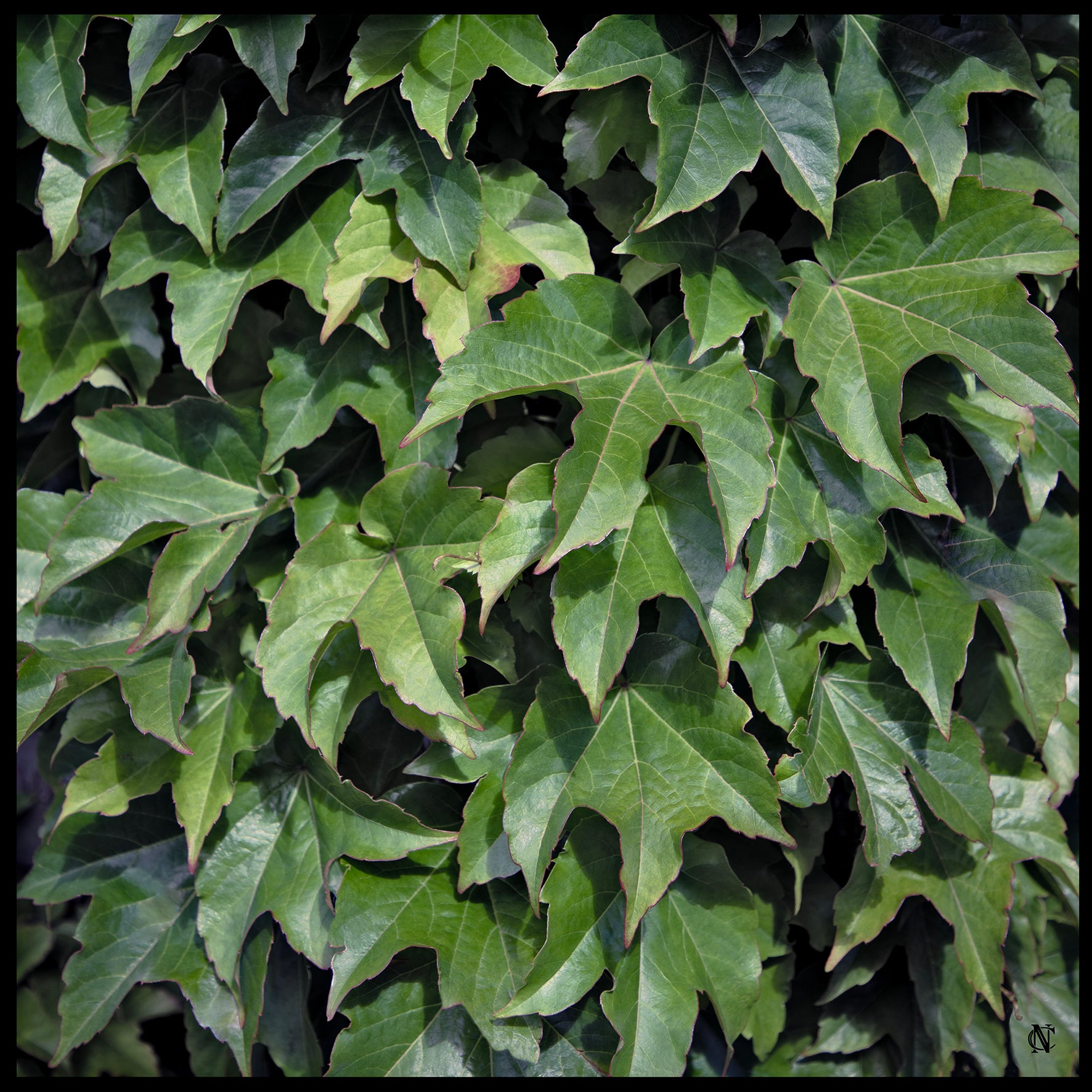 The Ivy Mantle Scarf
