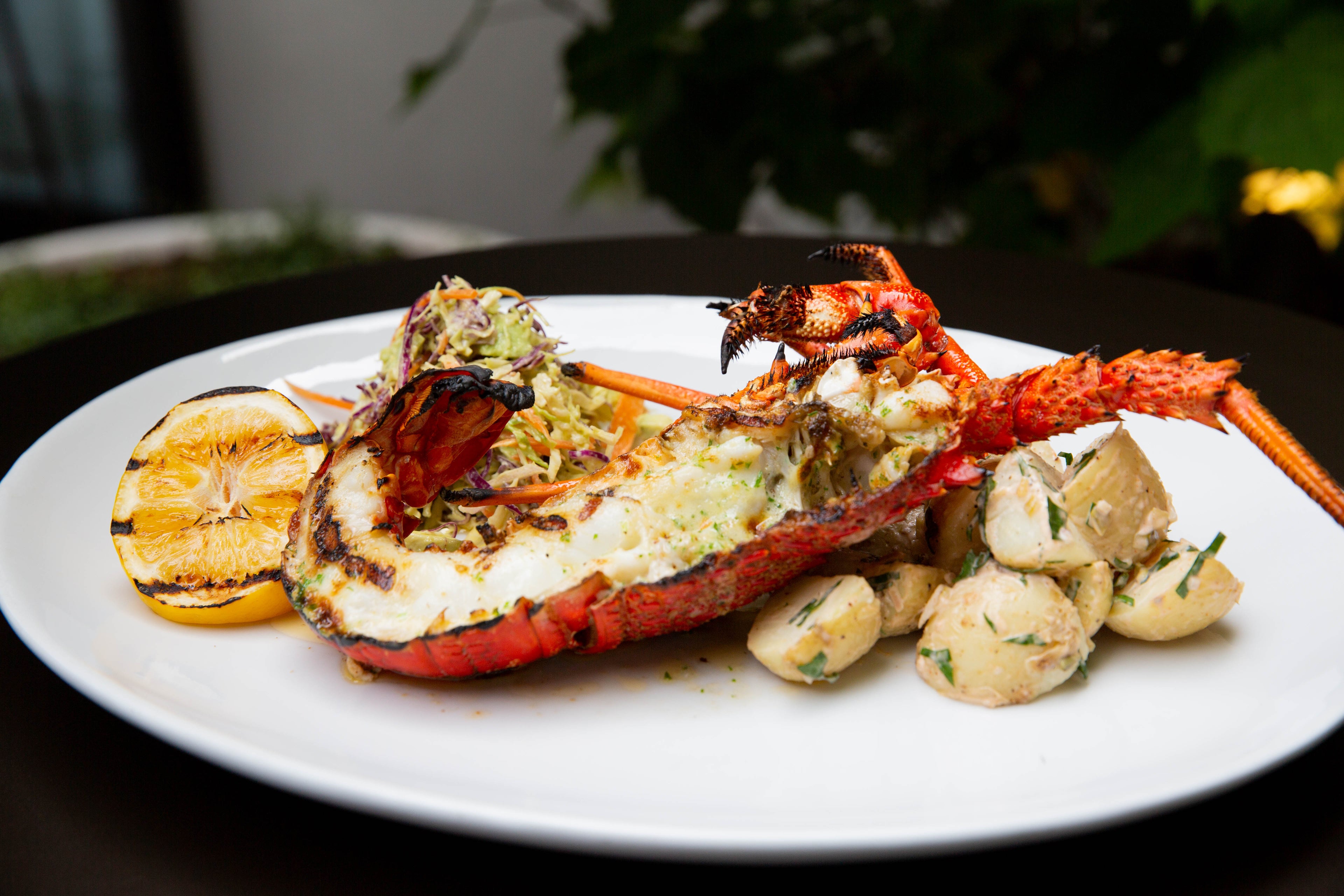 Hawke's Bay Crayfish