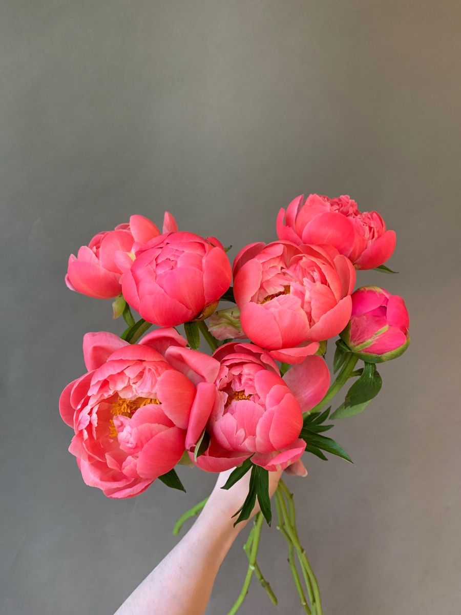 Central Otago Peonies