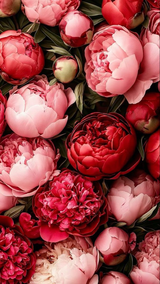 Central Otago Peonies