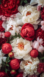 Central Otago Peonies